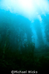 Kelp Forest off of Santa Cruz Island by Michael Wicks 